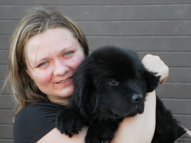 Фото: ньюфаундленд Bi Perfekt Azim (Би Перфект Азим)