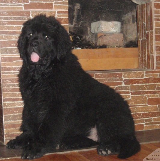 Фото: ньюфаундленд N'yufort Uitni Tradiciya Legendyi (Ньюфорт Уитни Традиция Легенды)