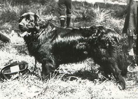 Фото: ньюфаундленд Vagray (Ваграй)