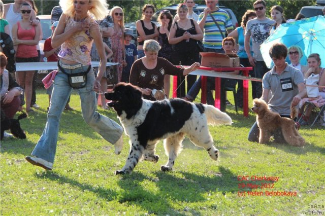 Фото: ньюфаундленд Bella Donna Barbaresco Super Mishka