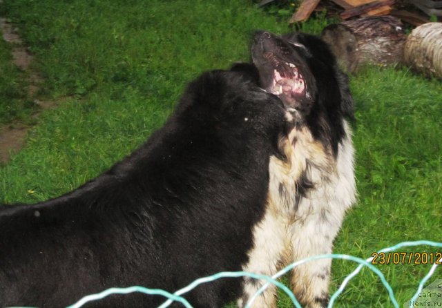 Фото: ньюфаундленд Ih Vyisochestvo Vladlena Madjiks (Их Высочество Владлена Маджикс), ньюфаундленд Super Bizon Ekaterinburg (Супер Бизон Екатеринбург)