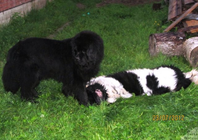 Фото: ньюфаундленд Ih Vyisochestvo Vladlena Madjiks (Их Высочество Владлена Маджикс), ньюфаундленд Super Bizon Ekaterinburg (Супер Бизон Екатеринбург)