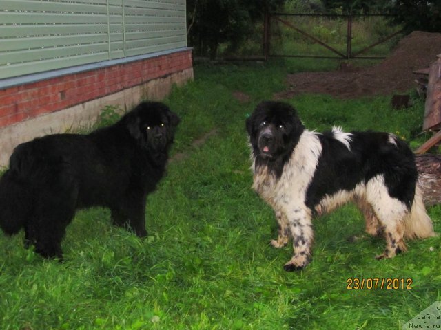 Фото: ньюфаундленд Ih Vyisochestvo Vladlena Madjiks (Их Высочество Владлена Маджикс), ньюфаундленд Super Bizon Ekaterinburg (Супер Бизон Екатеринбург)