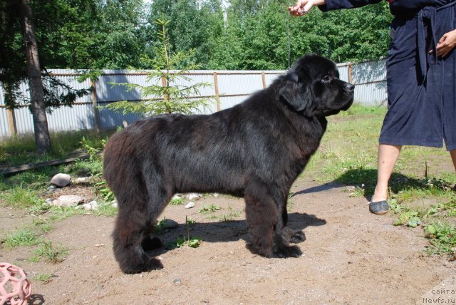 Фото: ньюфаундленд Kalina Krasnaya iz Antagrada (Калина Красная из Антаграда)