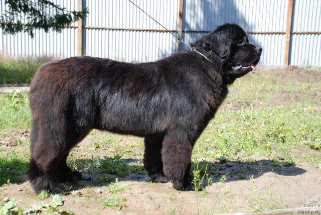 Фото: ньюфаундленд Kalina Krasnaya iz Antagrada (Калина Красная из Антаграда)