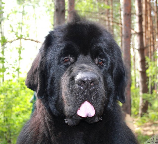Фото: ньюфаундленд CHernyiy SHarm Bonifaciy (Черный Шарм Бонифаций)