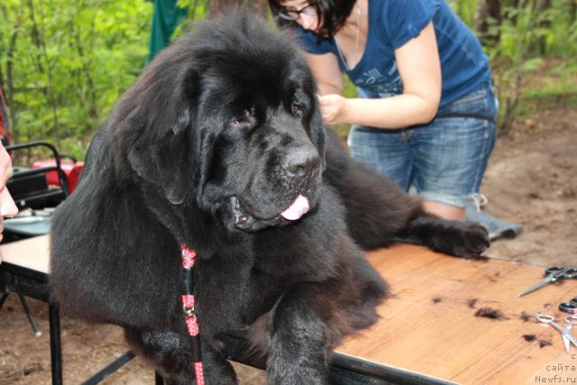 Фото: ньюфаундленд CHernyiy SHarm Bonifaciy (Черный Шарм Бонифаций)