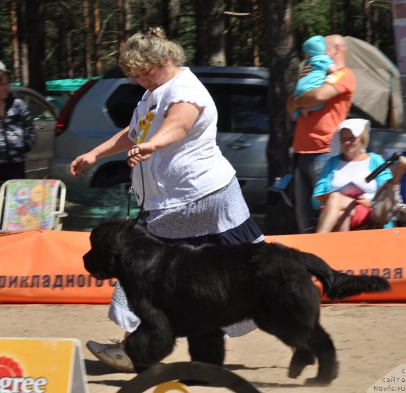 Фото: ньюфаундленд Blyek Diamond Agidel' ot Potapa Uvertyura (Блэк Диамонд Агидель от Потапа Увертюра)