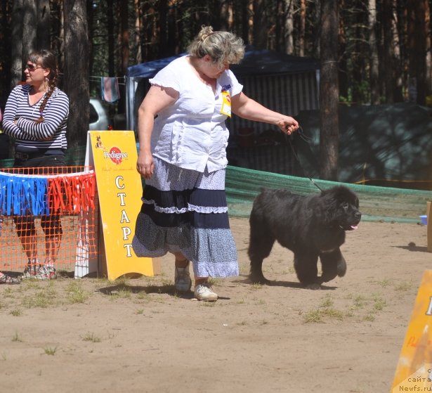 Фото: ньюфаундленд Blyek Diamond Agidel' ot Potapa Uvertyura (Блэк Диамонд Агидель от Потапа Увертюра), Irina Panyushkina (Ирина Панюшкина)