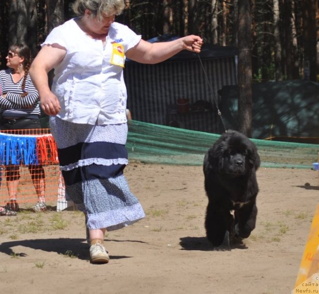 Фото: ньюфаундленд Blyek Diamond Agidel' ot Potapa Uvertyura (Блэк Диамонд Агидель от Потапа Увертюра), Irina Panyushkina (Ирина Панюшкина)