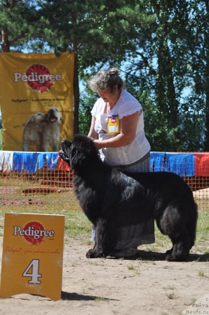 Фото: ньюфаундленд S'Nezhnaya Vjuga Armando Parusso (С'Нежная Вьюга Армандо Паруссо), Irina Panyushkina (Ирина Панюшкина)