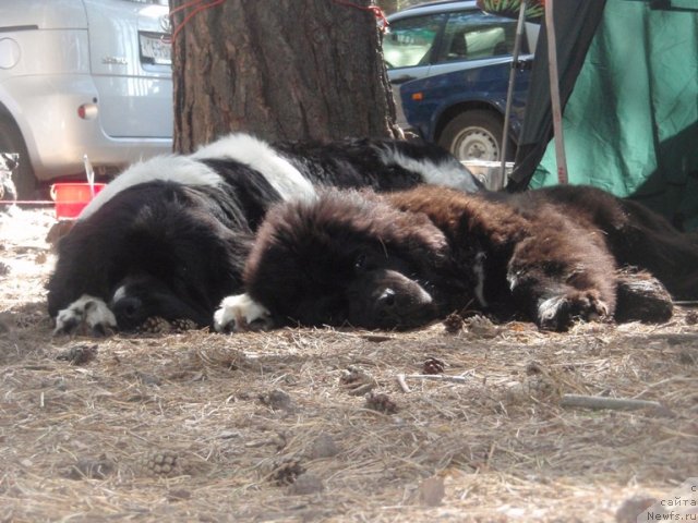 Фото: ньюфаундленд Super Premium Zheneva (Супер Премиум Женева), ньюфаундленд Super Bizon Zaya (Супер Бизон Зая)