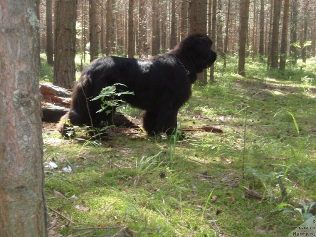 Фото: ньюфаундленд S'Nezhnaya Vjuga Armando Parusso (С'Нежная Вьюга Армандо Паруссо)