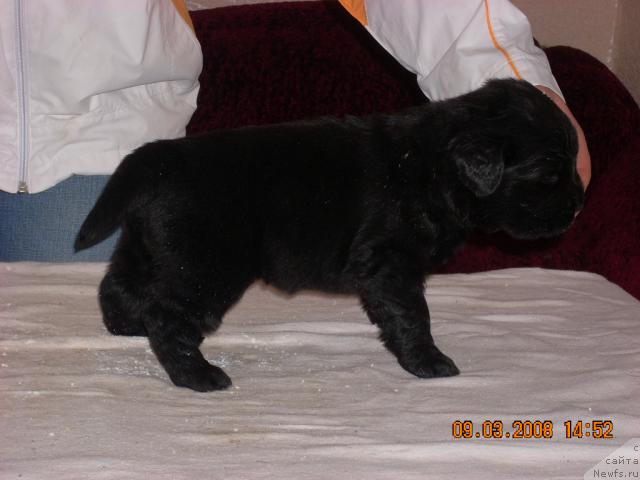 Фото: ньюфаундленд Kassidi Fortunatye (Кассиди Фортунатэ)