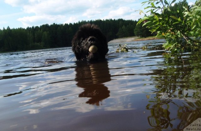 Фото: ньюфаундленд S'Nezhnaya Vjuga Armando Parusso (С'Нежная Вьюга Армандо Паруссо)