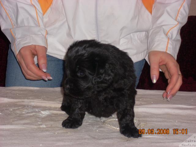 Фото: ньюфаундленд Korra B'yuti (Корра Бьюти)