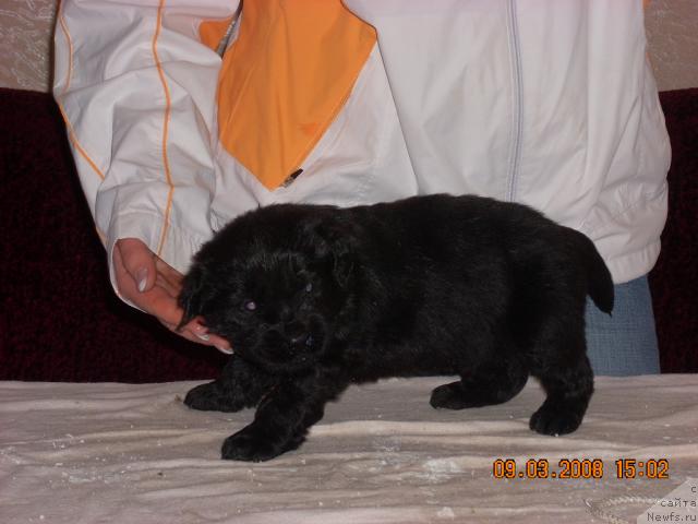 Фото: ньюфаундленд Korra B'yuti (Корра Бьюти)