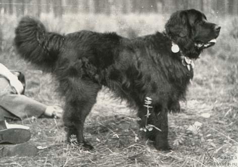 Фото: ньюфаундленд SHiras Pat (Ширас Пат)