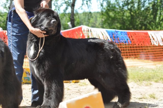 Фото: ньюфаундленд Black Diamond Agidel ot Potapa Merilin (Блэк Диамонд Агидель от Потапа Мерилин)