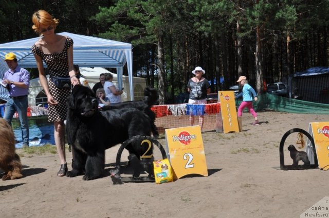 Фото: ньюфаундленд Flagman ot Sibirskogo Medvedja (Флагман от Сибирского Медведя)