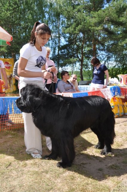 Фото: ньюфаундленд Milord (Милорд)