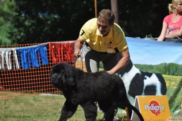 Фото: ньюфаундленд Njufort Fidel (Ньюфорт Фидель)