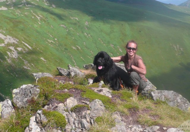 Фото: ньюфаундленд Uyutnaya Dolina Bibigon Breyv Kid (Уютная Долина Бибигон Брейв Кид), Egor Evsin (Егор Евсин)