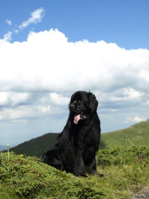 Фото: ньюфаундленд Uyutnaya Dolina Bibigon Breyv Kid (Уютная Долина Бибигон Брейв Кид)