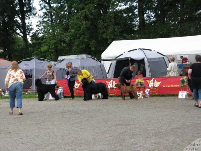 Фото: ньюфаундленд Zhasmine Severny Caprice iz Medvejyego Yara (Жасмин Северный Каприз из Медвежьего Яра)