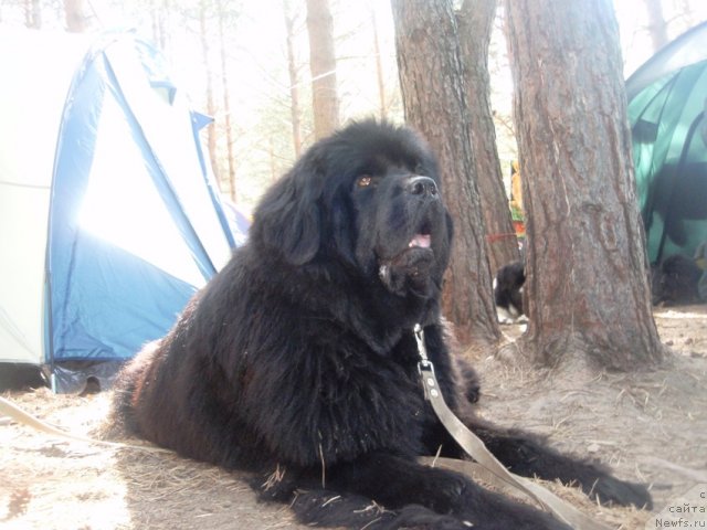 Фото: ньюфаундленд Ih Vyisochestvo Vladlena Madjiks (Их Высочество Владлена Маджикс)