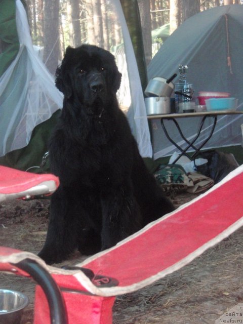 Фото: ньюфаундленд Zvezdnij Dar Afrodita (Звездный Дар Афродита)