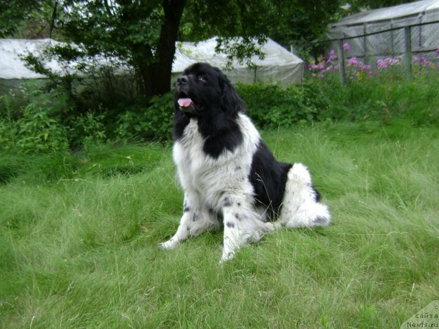 Фото: ньюфаундленд Archibald Good Win Super Mishka (Арчибальд Гуд Вин Супер Мишка)