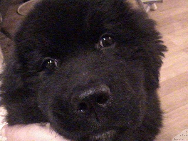 Фото: ньюфаундленд Cayuga Unafraid