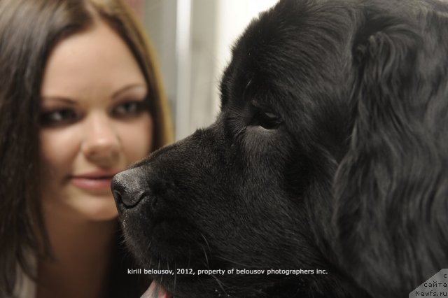 Фото: ньюфаундленд Super Bizon Deka (Супер Бизон Дека), Alyona SCHelkonogova (Алёна Щелконогова)