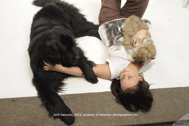 Фото: ньюфаундленд Super Bizon Deka (Супер Бизон Дека), Alyona SCHelkonogova (Алёна Щелконогова)