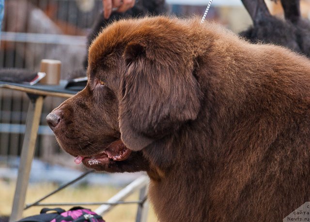 Фотография № 101728