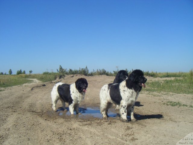Фото: ньюфаундленд Pchiolkin Dom Begonia (Пчёлкин Дом Бегония), ньюфаундленд Bella Donna Barbaresco Super Mishka