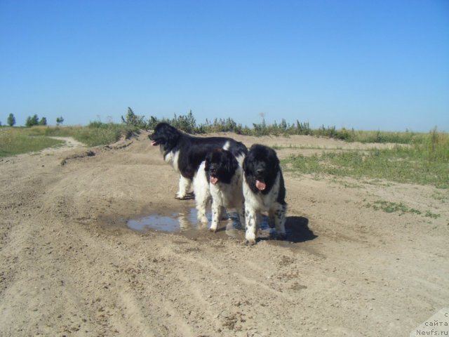 Фото: ньюфаундленд Asterix Gall Strong Super Mishka, ньюфаундленд Pchiolkin Dom Begonia (Пчёлкин Дом Бегония), ньюфаундленд Bella Donna Barbaresco Super Mishka