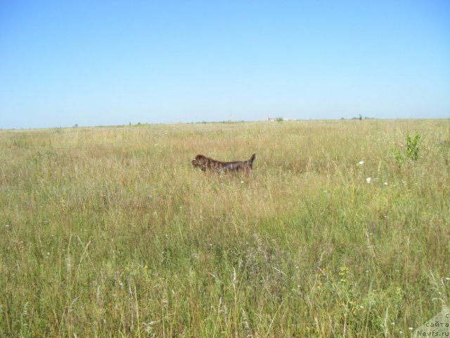 Фото: ньюфаундленд Oktjabrina s Berega Dona (Октябрина с Берега Дона)
