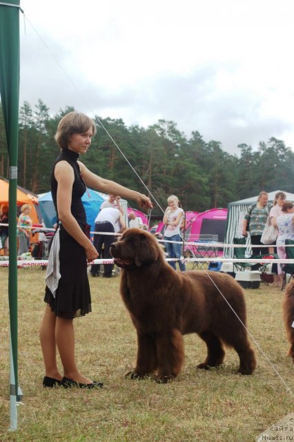 Фото: ньюфаундленд Chernyi Sharm Angel'skaya Krasota (Черный Шарм Ангельская Красота)