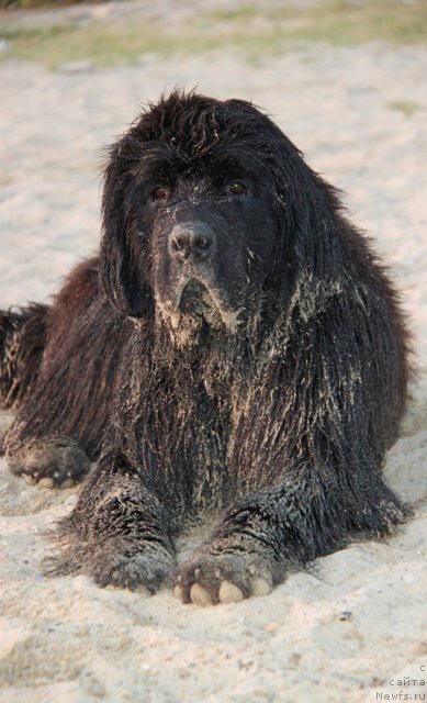 Фото: ньюфаундленд Aquatoria Kelvin Ultramodern (Акватория Келвин Ультрамодерн)