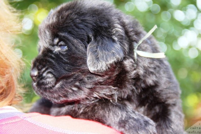 Фото: ньюфаундленд Beguschaya po Volnam Hasta la Vista (Бегущая по Волнам Хаста ла Виста)