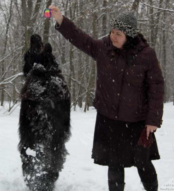 Фото: ньюфаундленд Lesnaya Skazka Roza CHernaya (Лесная Сказка Роза Черная), Elena Tischenko (Елена Тищенко)