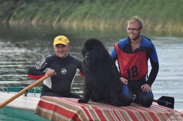 Фото: Aleksey Nistratov (Алексей Нистратов), Aleksandr Fayzulin (Александр Файзулин), ньюфаундленд Rokot Volny Varga Kara Ayular (Рокот Волны Варга Кара Аюлар)