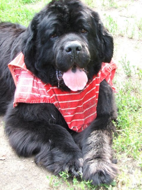 Фото: ньюфаундленд Plushevaya Panda Alex Show (Плюшевая Панда Алекс Шоу)