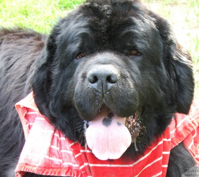 Фото: ньюфаундленд Plushevaya Panda Alex Show (Плюшевая Панда Алекс Шоу)