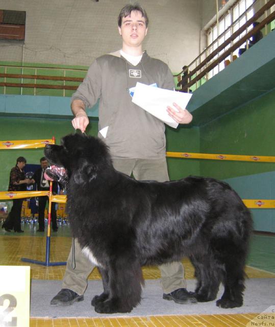 Фото: ньюфаундленд Il'ya Muromec iz Tihogo Omuta (Илья Муромец из Тихого Омута)