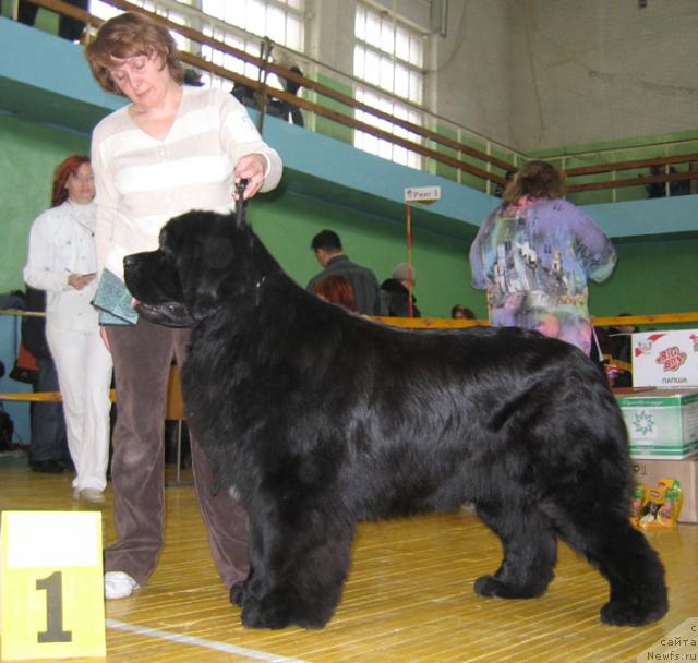 Фото: ньюфаундленд Shon O'Konnori Agent 007 (Шон О'Коннори Агент 007)