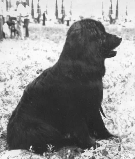 Фото: ньюфаундленд Cebel Egi (Цебел Еги)