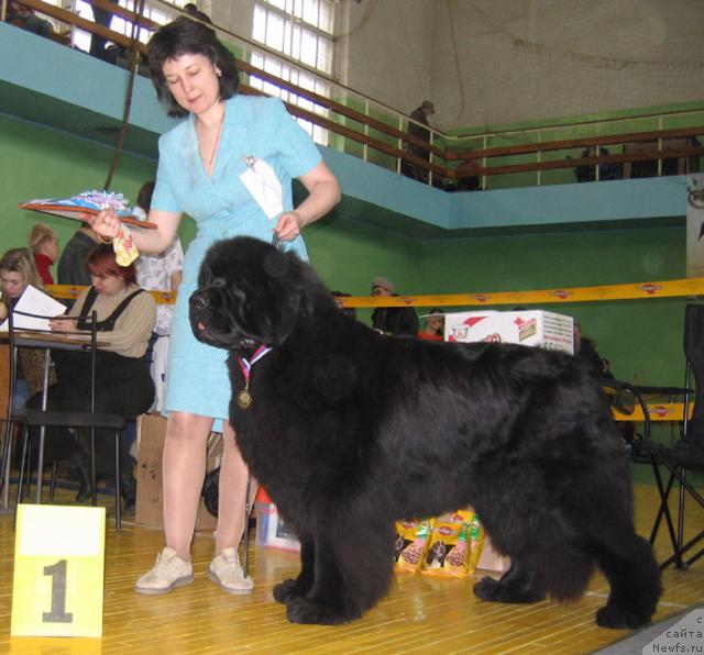 Фото: ньюфаундленд Lifeguard's American Style